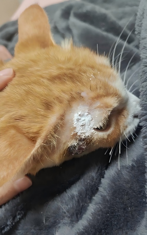 वेटमेडिक्स केस शेयरिंग丨त्वचा के अल्सर के इलाज में उच्च-ऊर्जा लेजर थेरेपी का अनुप्रयोग केस