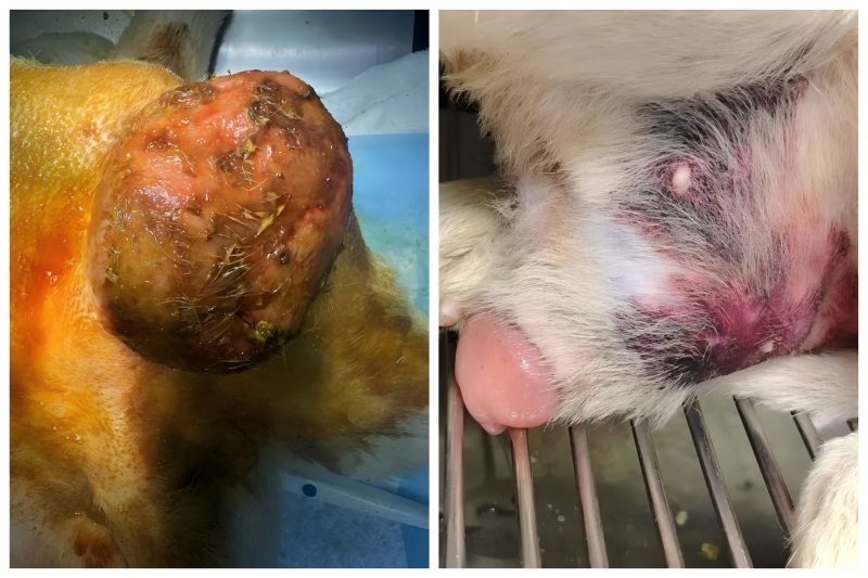 वेटमेडिक्स केस शेयरिंग丨प्रोस्टेटिक इज़ाफ़ा के इलाज में उच्च-ऊर्जा लेजर थेरेपी का अनुप्रयोग