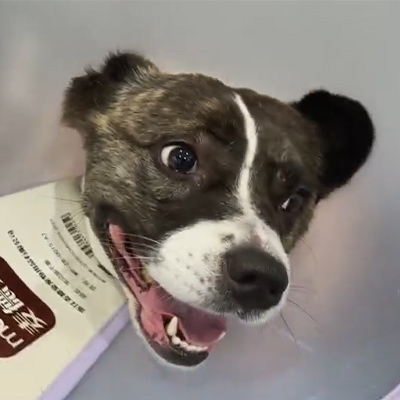 वेटमेडिक्स केस रिपोर्ट एक कुत्ते के रोगी में तीव्र न्यूरिटिस के इलाज में पशु चिकित्सा लेजर थेरेपी का उपयोग