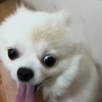 वेटमेडिक्स केस शेयरिंग丨कैनाइन दाद के इलाज में उच्च-ऊर्जा लेजर का अनुप्रयोग केस