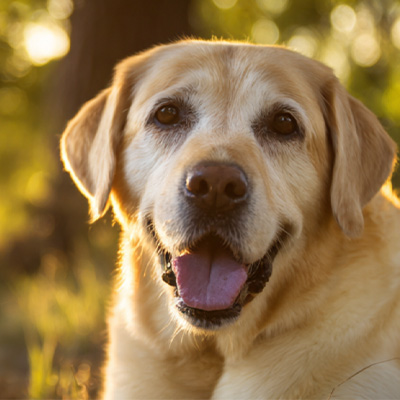 वेटमेडिक्स केस शेयरिंग丨पोस्टऑपरेटिव नॉन-हीलिंग पेरिअनल ट्यूमर के उपचार में उच्च-ऊर्जा लेजर थेरेपी का अनुप्रयोग केस
